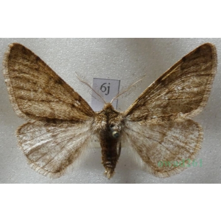 Phigalia pilosaria (Denis & Schiffermüller, 1775) male Włochacz naśnieżek Czech6j